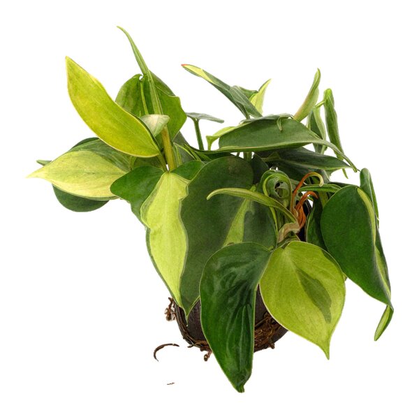 Baumfreund Philodendron scandens Variegata | Hydrokultur Zimmerpflanze in Blähton | Hängepflanze 20-30cm im Kulturtopf 11/9 mit Gießanzeiger