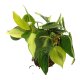 Baumfreund Philodendron scandens Variegata | Hydrokultur Zimmerpflanze in Bl&auml;hton | H&auml;ngepflanze 20-30cm im Kulturtopf 11/9 mit Gie&szlig;anzeiger