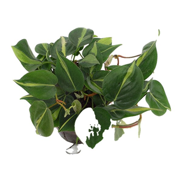 Baumfreund Philodendron scandens Variegata | Hydrokultur Zimmerpflanze in Blähton | Hängepflanze 30-40cm im Kulturtopf 15/19 mit Gießanzeiger
