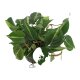 Baumfreund Philodendron scandens Variegata | Hydrokultur Zimmerpflanze in Bl&auml;hton | H&auml;ngepflanze 30-40cm im Kulturtopf 15/19 mit Gie&szlig;anzeiger