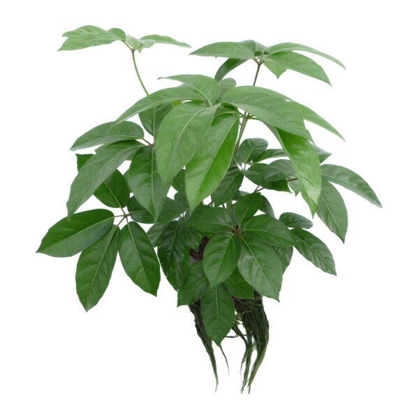 Strahlenaralie Schefflera actinophylla Amate 3 Pflanzen | Hydrokultur Zimmerpflanze in Blähton | Grünpflanze 60cm im Kulturtopf 28/19 mit Gießanzeiger