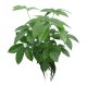 Strahlenaralie Schefflera actinophylla Amate 3 Pflanzen | Hydrokultur Zimmerpflanze in Bl&auml;hton | Gr&uuml;npflanze 60cm im Kulturtopf 28/19 mit Gie&szlig;anzeiger