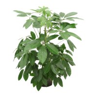 Strahlenaralie Schefflera actinophylla Amate 3 Pflanzen |...