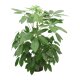 Strahlenaralie Schefflera actinophylla Amate 3 Pflanzen | Hydrokultur Zimmerpflanze in Bl&auml;hton | Gr&uuml;npflanze 120cm im Kulturtopf 28/19 mit Gie&szlig;anzeiger