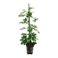 Strahlenaralie Schefflera arboricola | Hydrokultur...