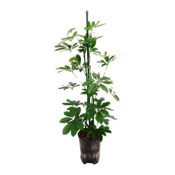 Strahlenaralie Schefflera arboricola | Hydrokultur Zimmerpflanze in Blähton | Grünpflanze 70-80cm im Kulturtopf 15/19 mit Gießanzeiger