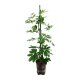 Strahlenaralie Schefflera arboricola | Hydrokultur Zimmerpflanze in Bl&auml;hton | Gr&uuml;npflanze 70-80cm im Kulturtopf 15/19 mit Gie&szlig;anzeiger