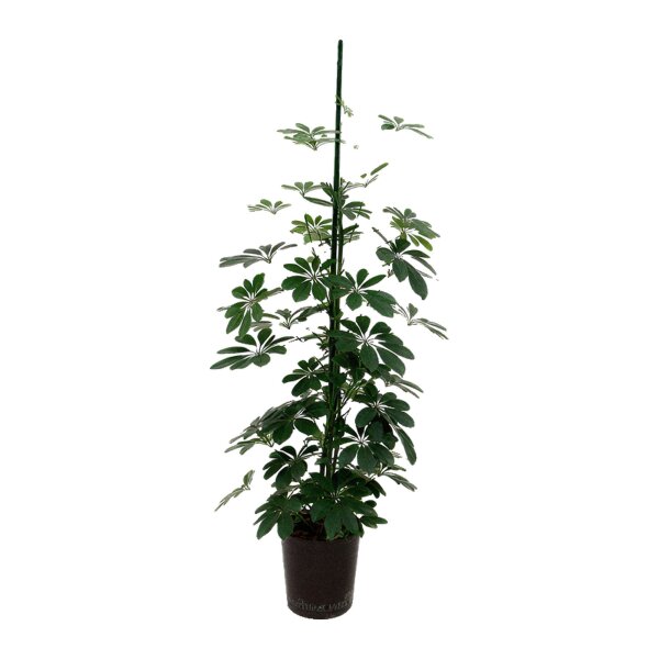 Strahlenaralie Schefflera arboricola Tuff | Hydrokultur Zimmerpflanze in Blähton | Grünpflanze 100-120cm im Kulturtopf 18/19 mit Gießanzeiger