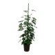 Strahlenaralie Schefflera arboricola Tuff | Hydrokultur Zimmerpflanze in Bl&auml;hton | Gr&uuml;npflanze 100-120cm im Kulturtopf 18/19 mit Gie&szlig;anzeiger