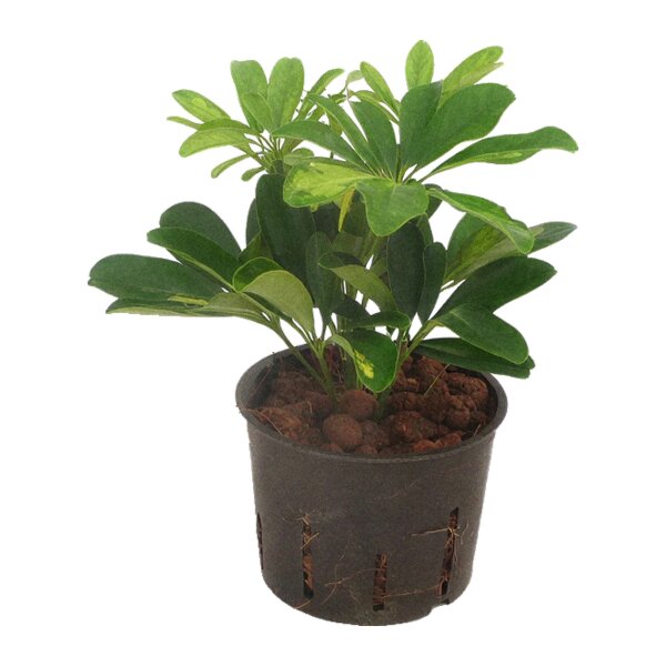 Strahlenaralie Schefflera arboricola Gold Capella | Hydrokultur Zimmerpflanze in Blähton | Grünpflanze 20-30cm im Kulturtopf 11/9 mit Gießanzeiger
