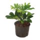 Strahlenaralie Schefflera arboricola Gold Capella | Hydrokultur Zimmerpflanze in Bl&auml;hton | Gr&uuml;npflanze 20-30cm im Kulturtopf 11/9 mit Gie&szlig;anzeiger
