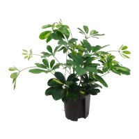 Strahlenaralie Schefflera arboricola Gold Capella |...