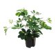 Strahlenaralie Schefflera arboricola Gold Capella | Hydrokultur Zimmerpflanze in Bl&auml;hton | Gr&uuml;npflanze 30-40cm im Kulturtopf 13/12 mit Gie&szlig;anzeiger