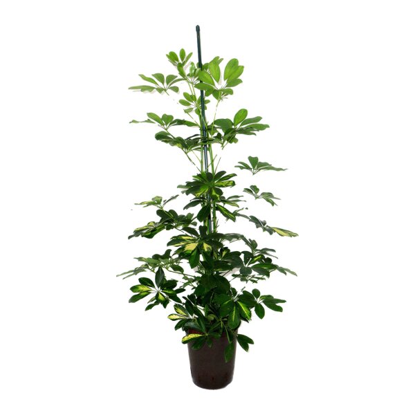 Strahlenaralie Schefflera arboricola Gold Capella Tuff | Hydrokultur Zimmerpflanze in Blähton | Grünpflanze 100-120cm im Kulturtopf 18/19 mit Gießanzeiger