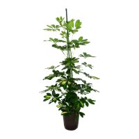 Strahlenaralie Schefflera arboricola Gold Capella Tuff |...