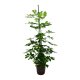 Strahlenaralie Schefflera arboricola Gold Capella Tuff | Hydrokultur Zimmerpflanze in Bl&auml;hton | Gr&uuml;npflanze 100-120cm im Kulturtopf 18/19 mit Gie&szlig;anzeiger
