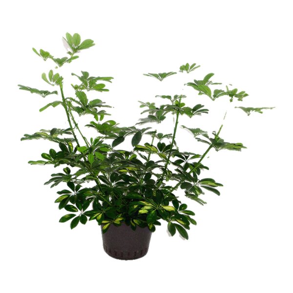 Strahlenaralie Schefflera arboricola Gold Capella dicker Tuff | Hydrokultur Zimmerpflanze in Blähton | Grünpflanze 90cm im Kulturtopf 28/19 mit Gießanzeiger