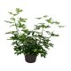 Strahlenaralie Schefflera arboricola Gold Capella dicker Tuff | Hydrokultur Zimmerpflanze in Bl&auml;hton | Gr&uuml;npflanze 90cm im Kulturtopf 28/19 mit Gie&szlig;anzeiger