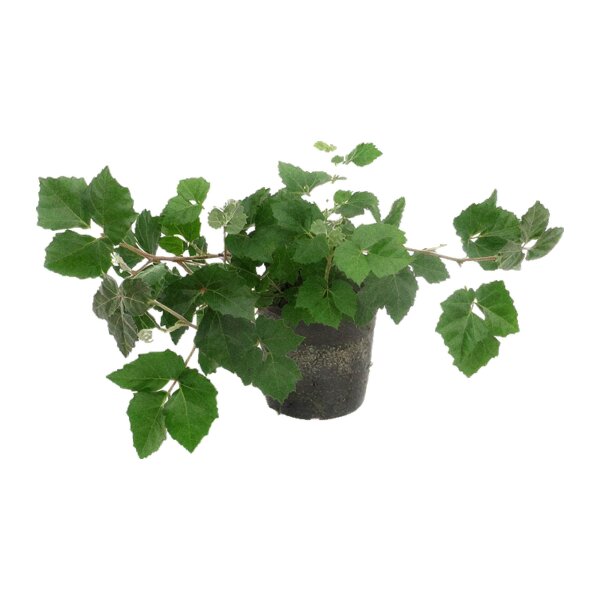 Königswein Cissus rhombifolia Manda | Hydrokultur Zimmerpflanze in Blähton | Hängepflanze 25-35cm im Kulturtopf 13/12 mit Gießanzeiger