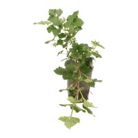 Königswein Cissus rhombifolia Manda | Hydrokultur...