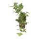 K&ouml;nigswein Cissus rhombifolia Manda | Hydrokultur Zimmerpflanze in Bl&auml;hton | H&auml;ngepflanze 45-55cm im Kulturtopf 15/19 mit Gie&szlig;anzeiger