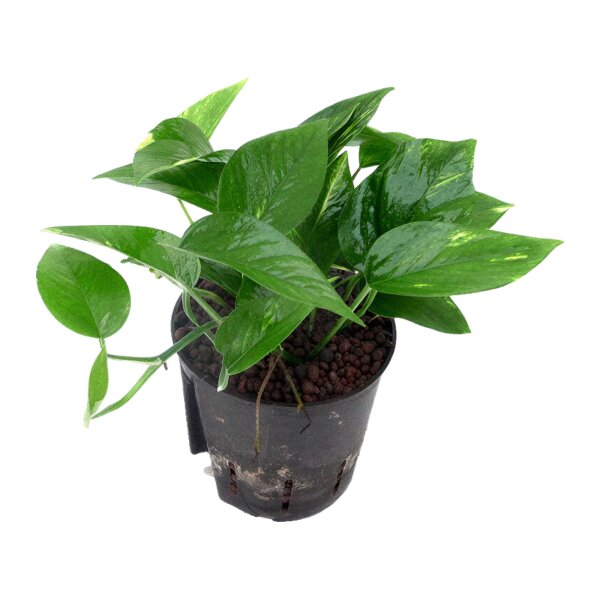 Efeutute Epipremnum aureum | Hydrokultur Zimmerpflanze in Blähton | Hängepflanze 25-35cm im Kulturtopf 13/12 mit Gießanzeiger