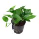 Efeutute Epipremnum aureum | Hydrokultur Zimmerpflanze in Bl&auml;hton | H&auml;ngepflanze 25-35cm im Kulturtopf 13/12 mit Gie&szlig;anzeiger