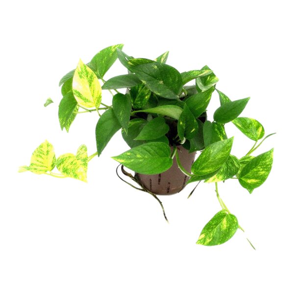 Efeutute Epipremnum aureum | Hydrokultur Zimmerpflanze in Blähton | Hängepflanze 25-35cm im Kulturtopf 15/19 mit Gießanzeiger
