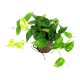 Efeutute Epipremnum aureum | Hydrokultur Zimmerpflanze in Bl&auml;hton | H&auml;ngepflanze 25-35cm im Kulturtopf 15/19 mit Gie&szlig;anzeiger
