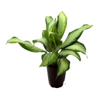 Kolbenfaden Aglaonema commutatum Cleopatra | Hydrokultur...