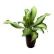 Kolbenfaden Aglaonema commutatum Cleopatra | Hydrokultur Zimmerpflanze in Bl&auml;hton | Gr&uuml;npflanze 50-55cm im Kulturtopf 15/19 mit Gie&szlig;anzeiger
