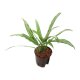Kolbenfaden Aglaonema commutatum Cutlass 2 Pflanzen | Hydrokultur Zimmerpflanze in Bl&auml;hton | Gr&uuml;npflanze 30-40cm im Kulturtopf 13/12 mit Gie&szlig;anzeiger