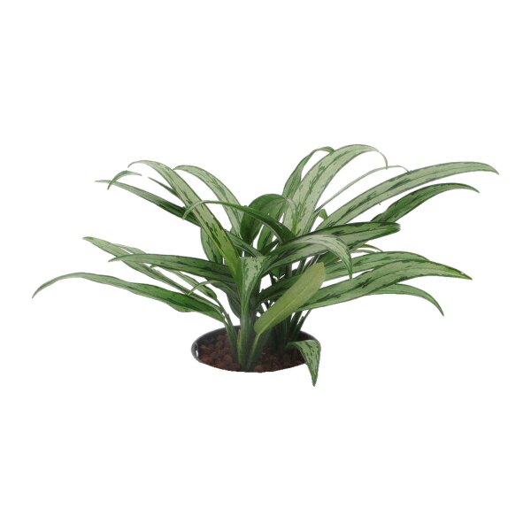 Kolbenfaden Aglaonema commutatum Cutlass | Hydrokultur Zimmerpflanze in Blähton | Grünpflanze 30-40cm im Kulturtopf 15/19 mit Gießanzeiger