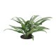 Kolbenfaden Aglaonema commutatum Cutlass | Hydrokultur Zimmerpflanze in Bl&auml;hton | Gr&uuml;npflanze 30-40cm im Kulturtopf 15/19 mit Gie&szlig;anzeiger