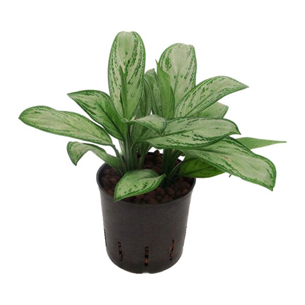 Kolbenfaden Aglaonema commutatum Maria Christina 2 Pflanzen | Hydrokultur Zimmerpflanze in Blähton | Grünpflanze 25-35cm im Kulturtopf 13/12 mit Gießanzeiger