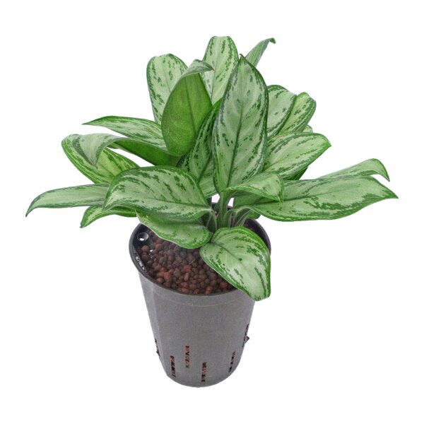 Kolbenfaden Aglaonema commutatum Maria Christina | Hydrokultur Zimmerpflanze in Blähton | Grünpflanze 30-40cm im Kulturtopf 15/19 mit Gießanzeiger