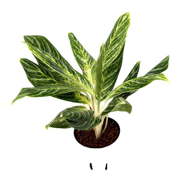 Kolbenfaden Aglaonema commutatum Madonna 2 Pflanzen | Hydrokultur Zimmerpflanze in Blähton | Grünpflanze 30-40cm im Kulturtopf 13/12 mit Gießanzeiger