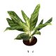 Kolbenfaden Aglaonema commutatum Madonna 2 Pflanzen | Hydrokultur Zimmerpflanze in Bl&auml;hton | Gr&uuml;npflanze 30-40cm im Kulturtopf 13/12 mit Gie&szlig;anzeiger