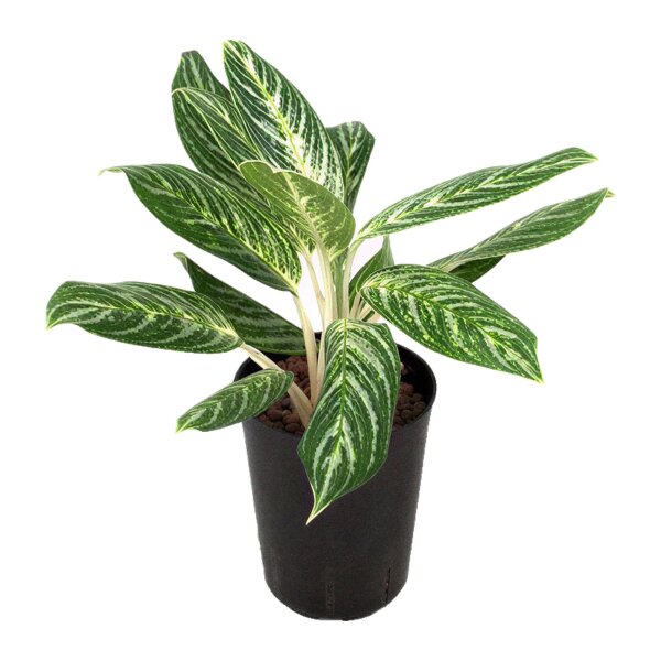 Kolbenfaden Aglaonema commutatum Madonna | Hydrokultur Zimmerpflanze in Blähton | Grünpflanze 40-50cm im Kulturtopf 18/19 mit Gießanzeiger