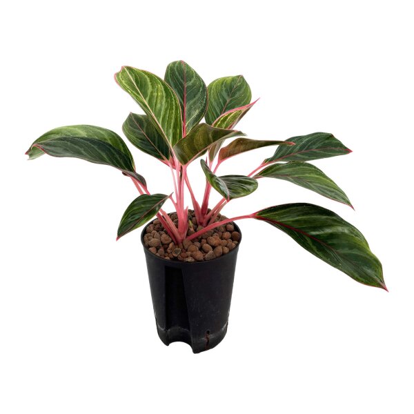 Kolbenfaden Aglaonema commutatum Princess | Hydrokultur Zimmerpflanze in Blähton | Grünpflanze 40cm im Kulturtopf 15/19 mit Gießanzeiger