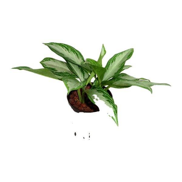 Kolbenfaden Aglaonema commutatum Silver Bay | Hydrokultur Zimmerpflanze in Blähton | Grünpflanze 30-40cm im Kulturtopf 15/19 mit Gießanzeiger