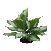 Kolbenfaden Aglaonema commutatum Silver Bay | Hydrokultur...