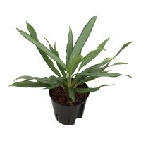 Kolbenfaden Aglaonema commutatum Silver Lance 2 Pflanzen...