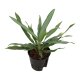 Kolbenfaden Aglaonema commutatum Silver Lance 2 Pflanzen | Hydrokultur Zimmerpflanze in Bl&auml;hton | Gr&uuml;npflanze 30-40cm im Kulturtopf 13/12 mit Gie&szlig;anzeiger