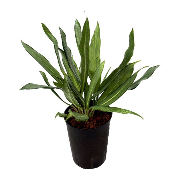 Kolbenfaden Aglaonema commutatum Silver Lance | Hydrokultur Zimmerpflanze in Blähton | Grünpflanze 30-40cm im Kulturtopf 15/19 mit Gießanzeiger