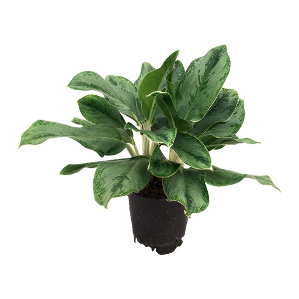 Kolbenfaden Aglaonema commutatum Horizon | Hydrokultur Zimmerpflanze in Blähton | Grünpflanze 40-50cm im Kulturtopf 18/19 mit Gießanzeiger