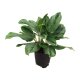 Kolbenfaden Aglaonema commutatum Horizon | Hydrokultur Zimmerpflanze in Bl&auml;hton | Gr&uuml;npflanze 40-50cm im Kulturtopf 18/19 mit Gie&szlig;anzeiger