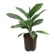 Kolbenfaden Aglaonema commutatum Stripes | Hydrokultur Zimmerpflanze in Bl&auml;hton | Gr&uuml;npflanze 40-60cm im Kulturtopf 18/19 mit Gie&szlig;anzeiger