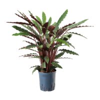 Korbmarante Calathea rufibarba Tuff | Hydrokultur...