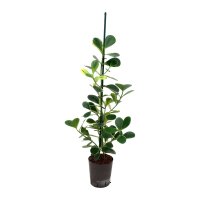 Clusie Clusia rosea Gold Drop | Hydrokultur Zimmerpflanze...